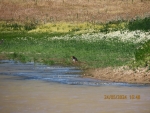 IMG_2303_кулик-сорока