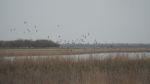 DSC02263_шилохвость