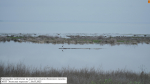 DSC02810_ходулочник_3