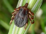 Hyalomma