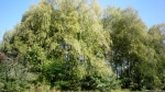 Лесопарк Юбилейный (Калинина)