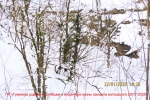 2 вторичные кроны_2846