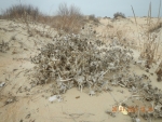 DSCN1262_Синеголовник_Щуров