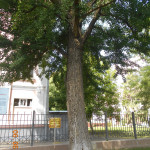 002 Гинкго 2