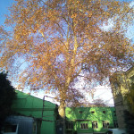 003 Дерево Платан 1