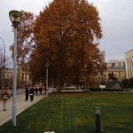 015 Платан Красный 2