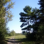 лесопарк Юбилейный