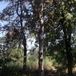 сосновая роща