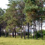 сосновая роща Северная