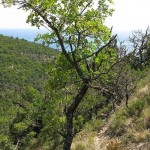 Рисунок1