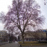 014 Платан Красавец 1