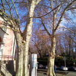 016 Платан 1